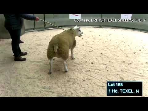 The world&#039;s most expensive sheep
