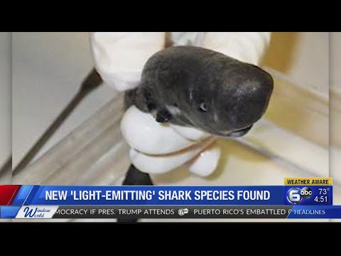 Pocket-sized shark squirts glowing clouds from pockets
