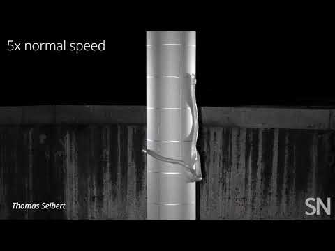 Watch a snake lasso itself up a pole | Science News