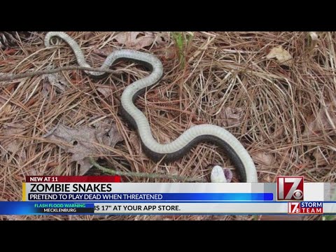 NC officials shed light on &#039;zombie snake&#039; that pretends to be dead