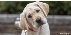 Loyal dog, We The Animal, Human and animals, Human and animal similarities