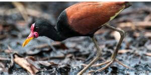 Wattled Jacana, We The Animal, Human and animals, Human and animal similarities