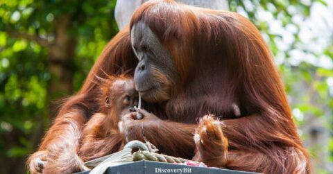 We The Animal, Human and animals, Human and animal similarities