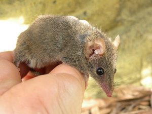 Marsupial, Parasite, spiders, Animal, Praying Mantis, Salmon,
