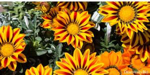 Angiosperm, dinosaur extinction