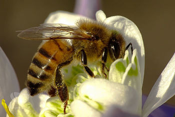 Honey Bee
