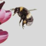 bees, save bees, are bees endangered, honey bee, bumblebee bee, are bees going extinct, bees that are going extinct, Franklin's Bumblebee