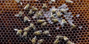 bees, save bees, are bees endangered, honey bee, bumblebee bee, are bees going extinct, bees that are going extinct