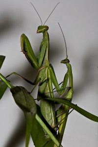 Marsupial, Parasite, spiders, Animal, Praying Mantis, Salmon,