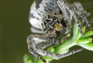 Marsupial, Parasite, spiders, Animal, Praying Mantis, Salmon,
