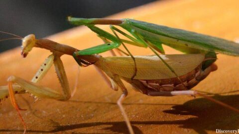Weird Animals, animal sex, Animal reproduction