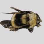 bees, save bees, are bees endangered, honey bee, bumblebee bee, are bees going extinct, bees that are going extinct, Western Bumblebee