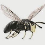 bees, save bees, are bees endangered, honey bee, bumblebee bee, are bees going extinct, bees that are going extinct, Yellow-Faced Bees