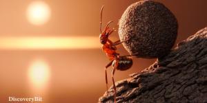 smart animals, smart animals list, most intelligent creatures, the world's smartest animal, smartest animal on earth, Ants