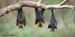 smart animals, smart animals list, most intelligent creatures, the world's smartest animal, smartest animal on earth, bats