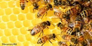 smart animals, smart animals list, most intelligent creatures, the world's smartest animal, smartest animal on earth, bees