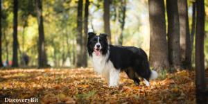 smart animals, smart animals list, most intelligent creatures, the world's smartest animal, smartest animal on earth, Border Collies