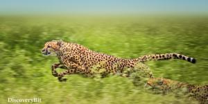 smart animals, smart animals list, most intelligent creatures, the world's smartest animal, smartest animal on earth, Cheetah