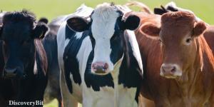 smart animals, smart animals list, most intelligent creatures, the world's smartest animal, smartest animal on earth, Cows