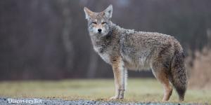 smart animals, smart animals list, most intelligent creatures, the world's smartest animal, smartest animal on earth, Coyotes