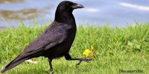 smart animals, smart animals list, most intelligent creatures, the world's smartest animal, smartest animal on earth, crows