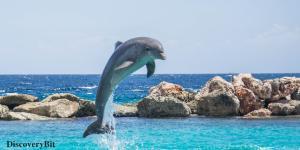 smart animals, smart animals list, most intelligent creatures, the world's smartest animal, smartest animal on earth, Dolphins