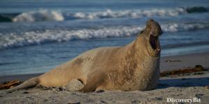 smart animals, smart animals list, most intelligent creatures, the world's smartest animal, smartest animal on earth, Elephsant seals
