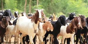 smart animals, smart animals list, most intelligent creatures, the world's smartest animal, smartest animal on earth, Goats