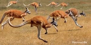 smart animals, smart animals list, most intelligent creatures, the world's smartest animal, smartest animal on earth, Kangaroos