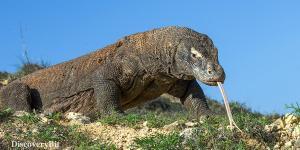 smart animals, smart animals list, most intelligent creatures, the world's smartest animal, smartest animal on earth, Komodo Dragons