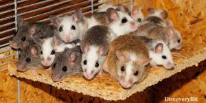 smart animals, smart animals list, most intelligent creatures, the world's smartest animal, smartest animal on earth, Mice