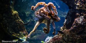smart animals, smart animals list, most intelligent creatures, the world's smartest animal, smartest animal on earth, Octopuses
