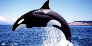 smart animals, smart animals list, most intelligent creatures, the world's smartest animal, smartest animal on earth, Orca