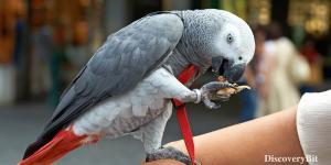 smart animals, smart animals list, most intelligent creatures, the world's smartest animal, smartest animal on earth, Parrot