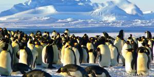 smart animals, smart animals list, most intelligent creatures, the world's smartest animal, smartest animal on earth, Penguins