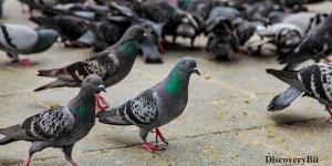 smart animals, smart animals list, most intelligent creatures, the world's smartest animal, smartest animal on earth, Pigeon