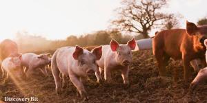 smart animals, smart animals list, most intelligent creatures, the world's smartest animal, smartest animal on earth, pigs