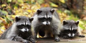 smart animals, smart animals list, most intelligent creatures, the world's smartest animal, smartest animal on earth, Raccoons