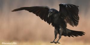 smart animals, smart animals list, most intelligent creatures, the world's smartest animal, smartest animal on earth, Ravens