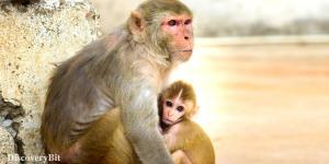 smart animals, smart animals list, most intelligent creatures, the world's smartest animal, smartest animal on earth, Rhesus Monkey