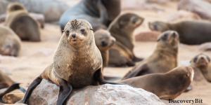 smart animals, smart animals list, most intelligent creatures, the world's smartest animal, smartest animal on earth, Seals