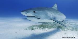 smart animals, smart animals list, most intelligent creatures, the world's smartest animal, smartest animal on earth, shark