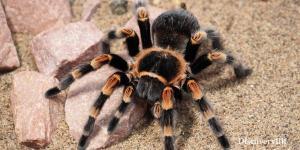 smart animals, smart animals list, most intelligent creatures, the world's smartest animal, smartest animal on earth, spider