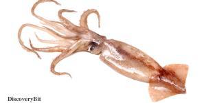 smart animals, smart animals list, most intelligent creatures, the world's smartest animal, smartest animal on earth, Squid
