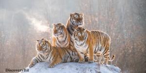 smart animals, smart animals list, most intelligent creatures, the world's smartest animal, smartest animal on earth, Tiger