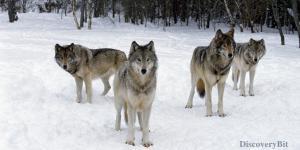 smart animals, smart animals list, most intelligent creatures, the world's smartest animal, smartest animal on earth, Wolf