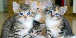 smart animals, smart animals list, most intelligent creatures, the world's smartest animal, smartest animal on earth, cats