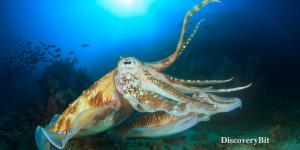 smart animals, smart animals list, most intelligent creatures, the world's smartest animal, smartest animal on earth, cuttlefish