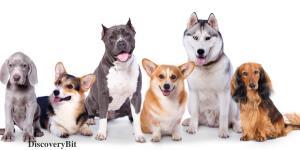 smart animals, smart animals list, most intelligent creatures, the world's smartest animal, smartest animal on earth, dogs