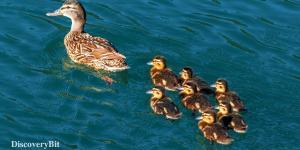 smart animals, smart animals list, most intelligent creatures, the world's smartest animal, smartest animal on earth, ducks